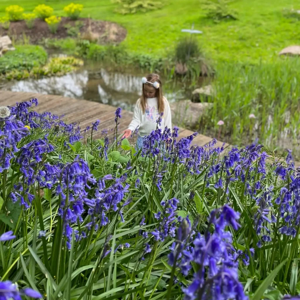 Bluebells
