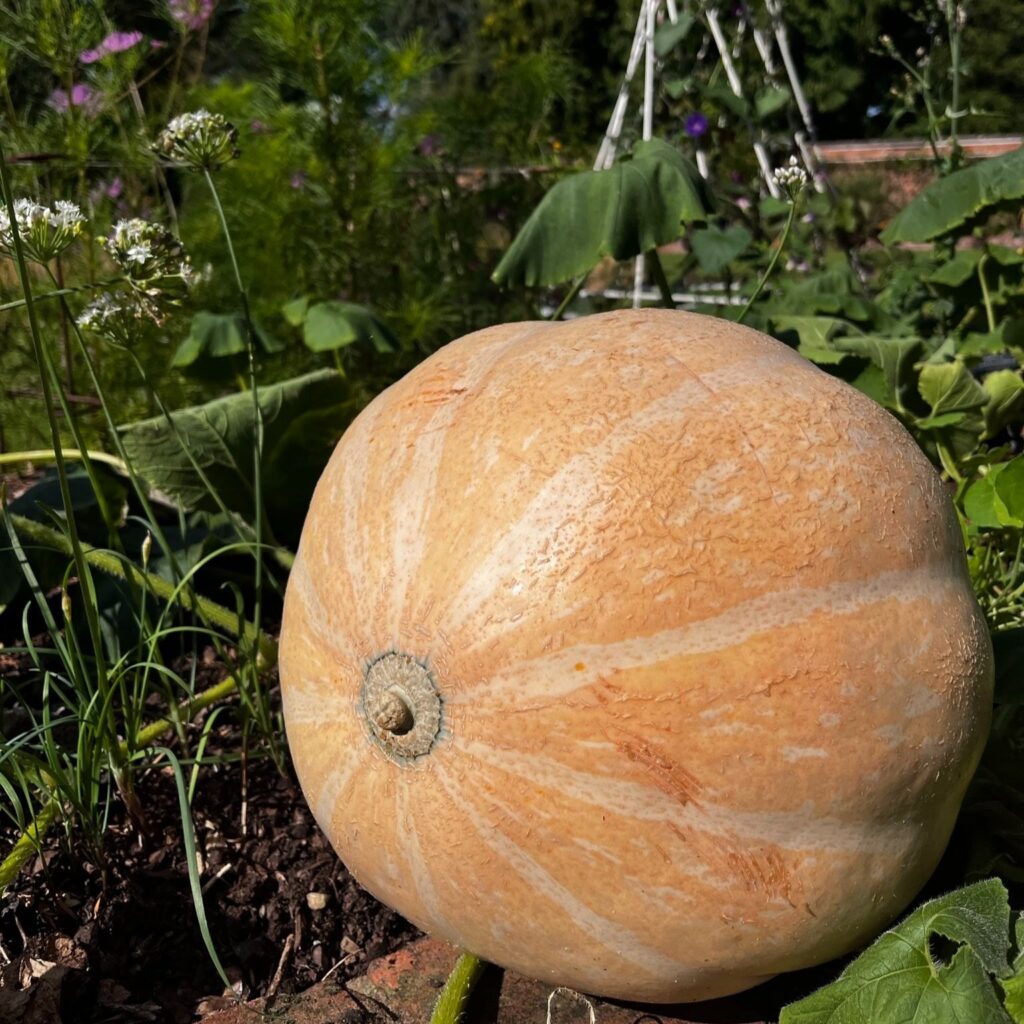 Pumpkin in Kitchen Garden