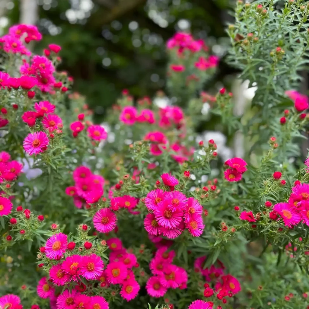 Aster (Michaelmas Daisy).