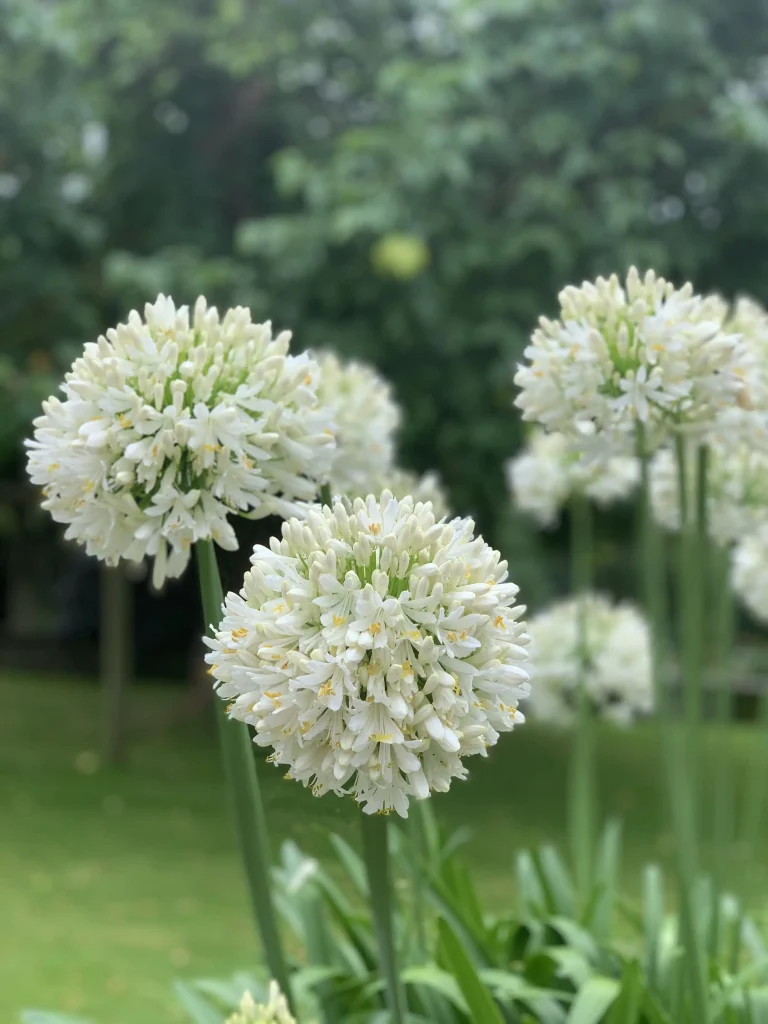 Agapanthus