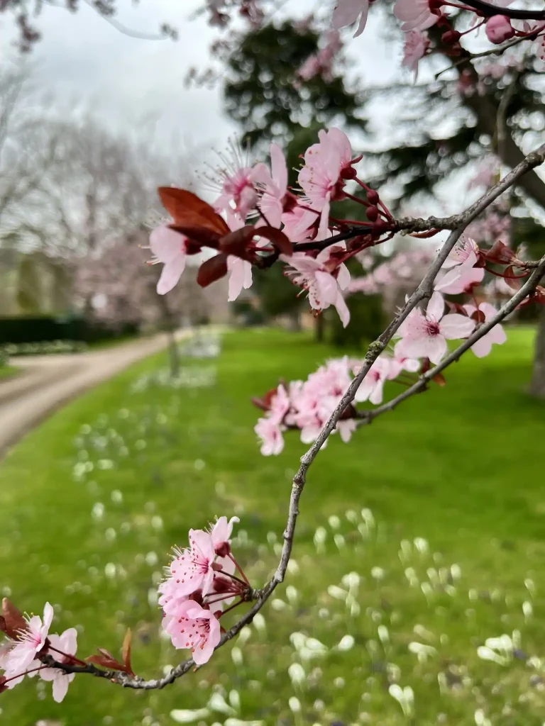 Blossom