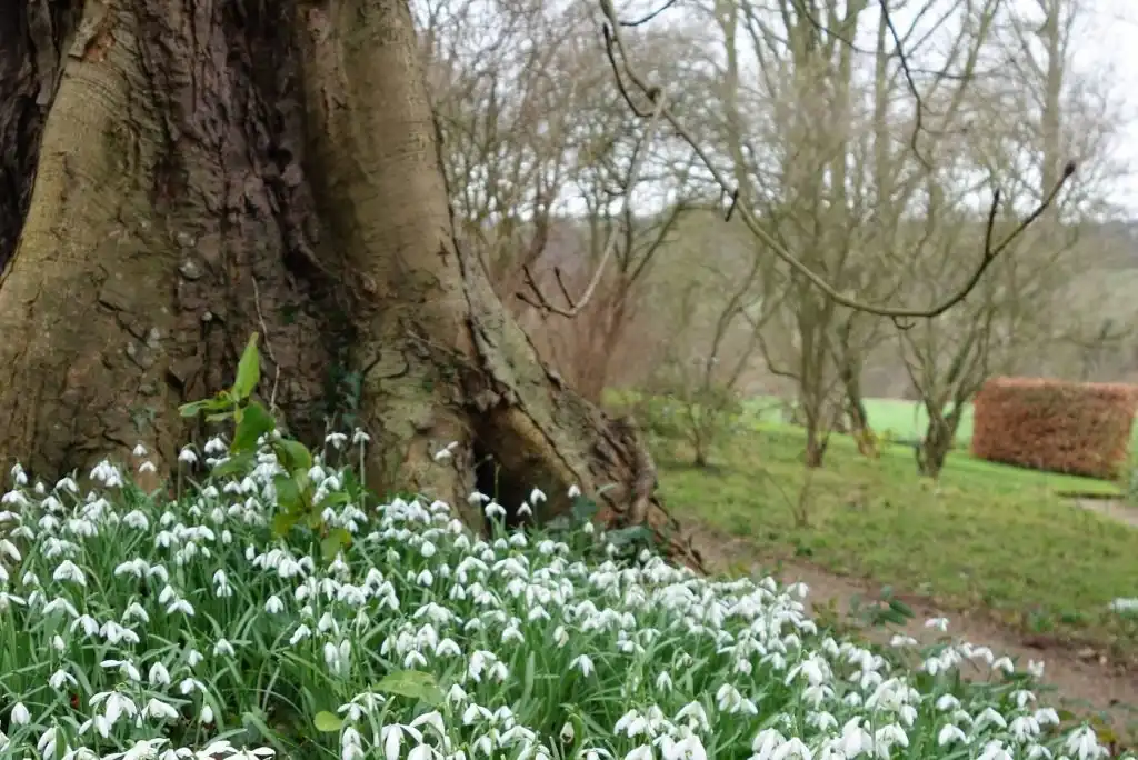 Snowdrops
