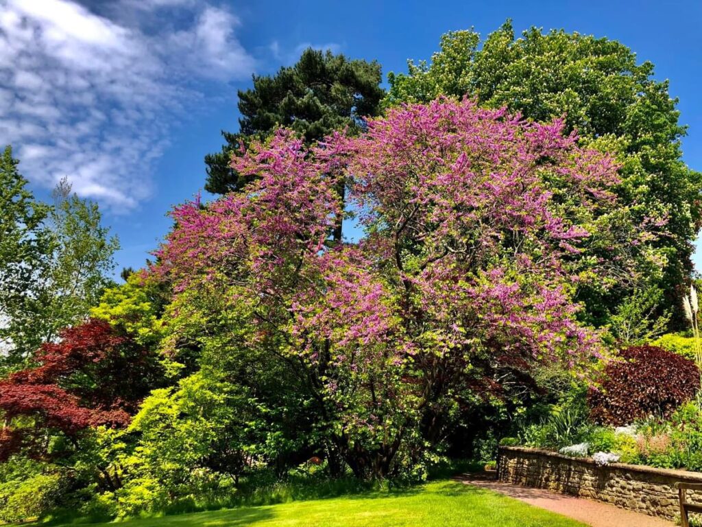 Judas Tree